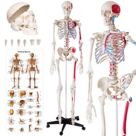 Anatomisk skelet med markering af muskler